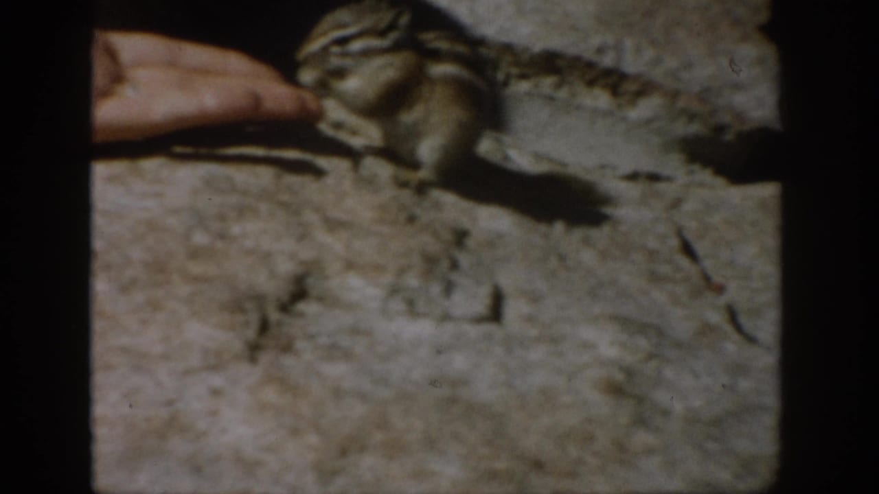 Chipmunk beside an open palm holding food.