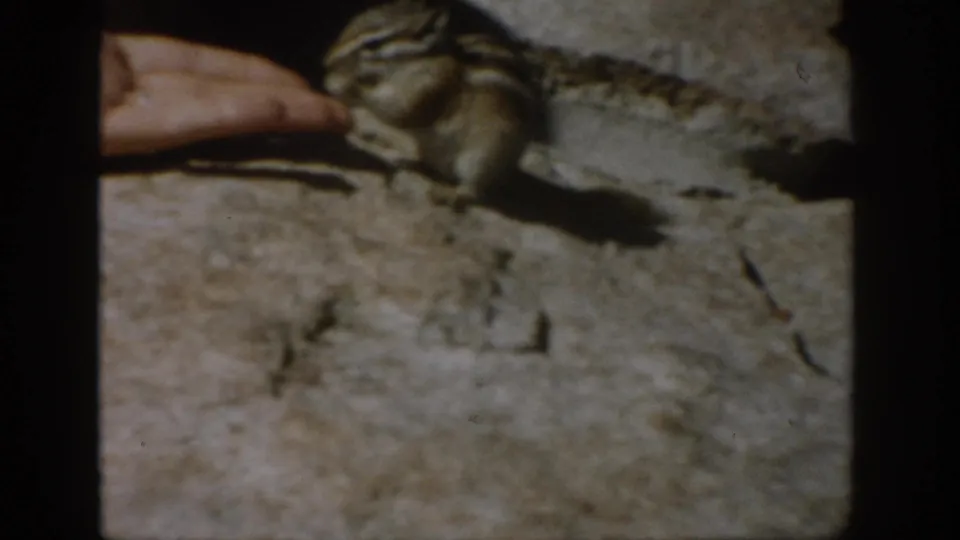 A chipmunk stands beside a person’s open palm with food on rocky ground in Colorado footage from 1959.