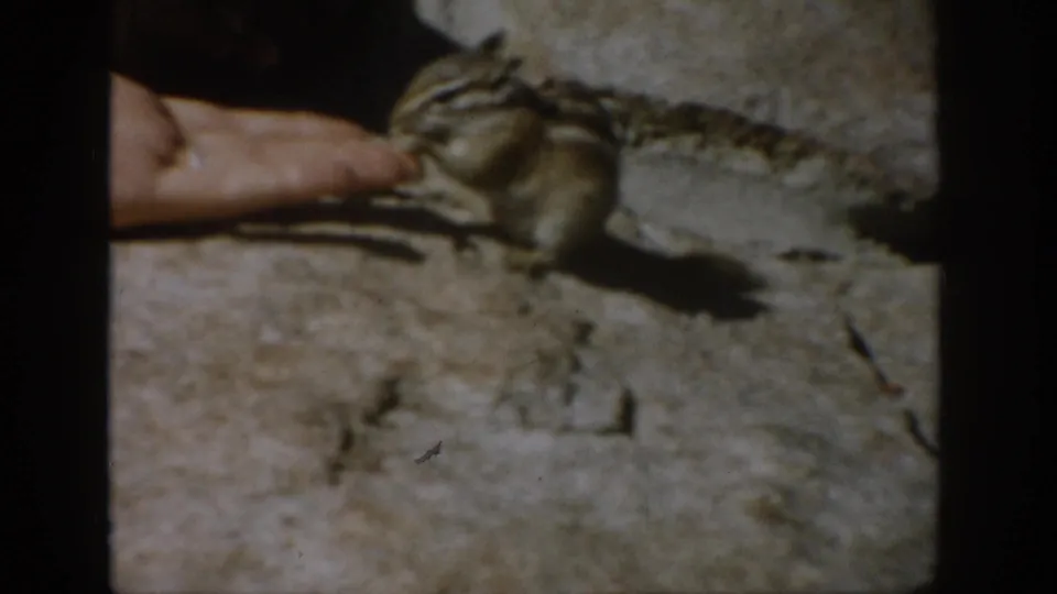 The chipmunk appears to eat from a person’s palm on rough stone in warm 8mm Colorado footage.