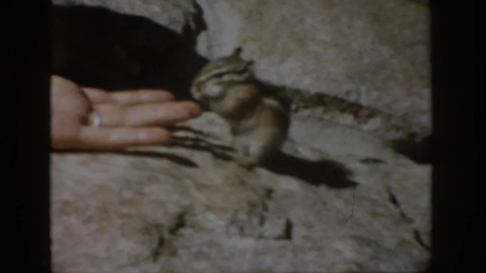 A striped chipmunk remains at the offered palm, with food visible against a sunlit rocky surface.