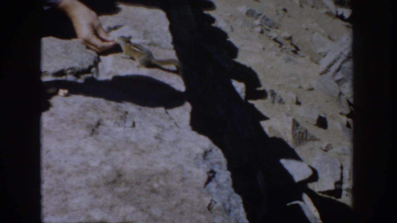 1959 Colorado 8mm frame showing a person's hand feeding a small chipmunk on rocky mountain ground.