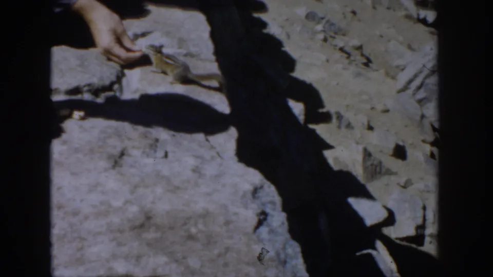 1959 Colorado 8mm frame showing a person's hand feeding a small chipmunk on rocky mountain ground.