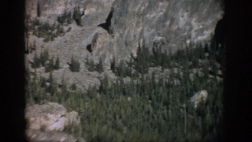 1959 Colorado home-movie frame of a rocky slope with dense evergreens, large boulders, shadowed rock, and visible film softness.