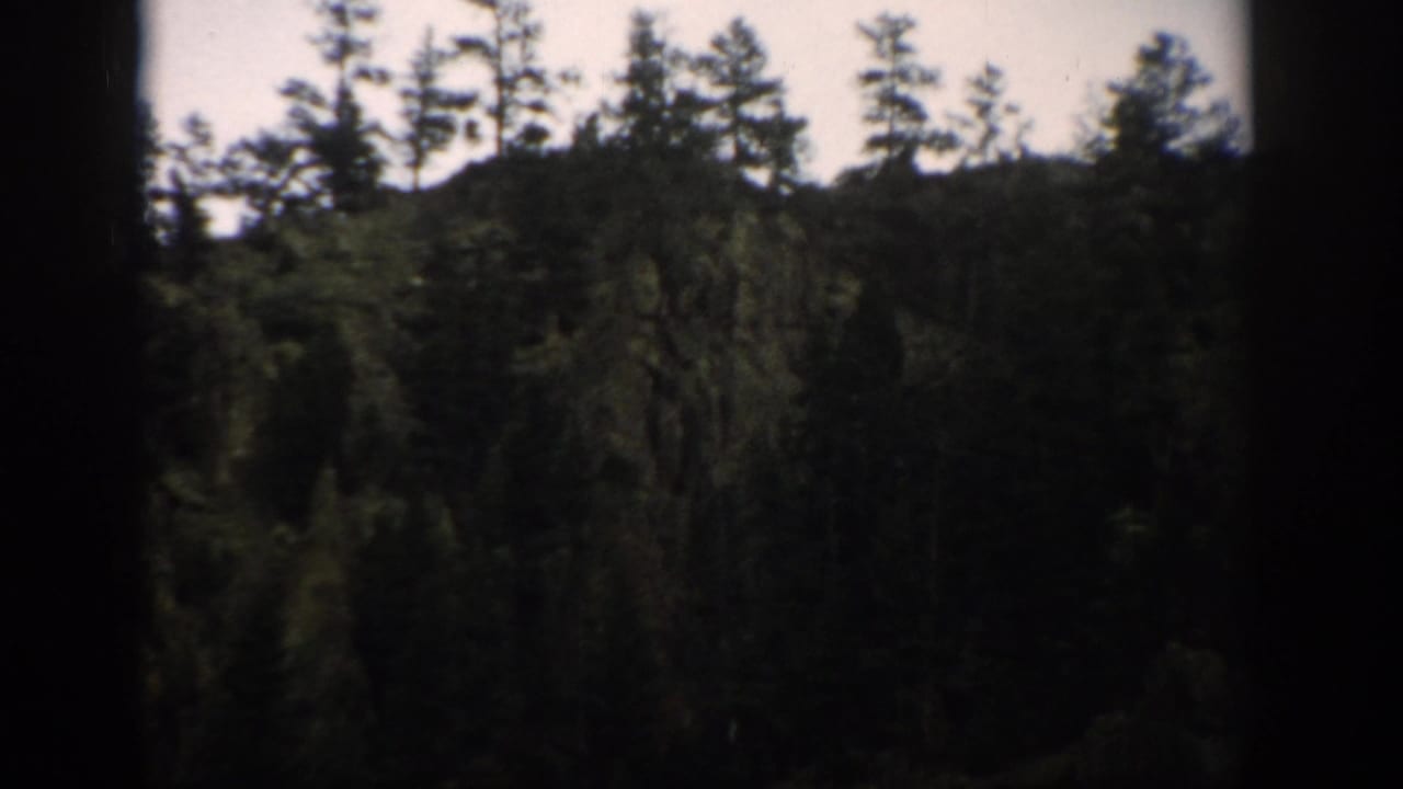 Colorado 1959 home-movie frame of dense evergreen trees on a hillside under a pale sky.