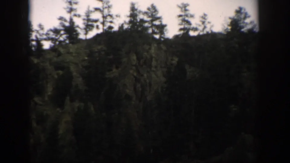 Colorado 1959 home-movie frame of dense evergreen trees on a hillside under a pale sky.