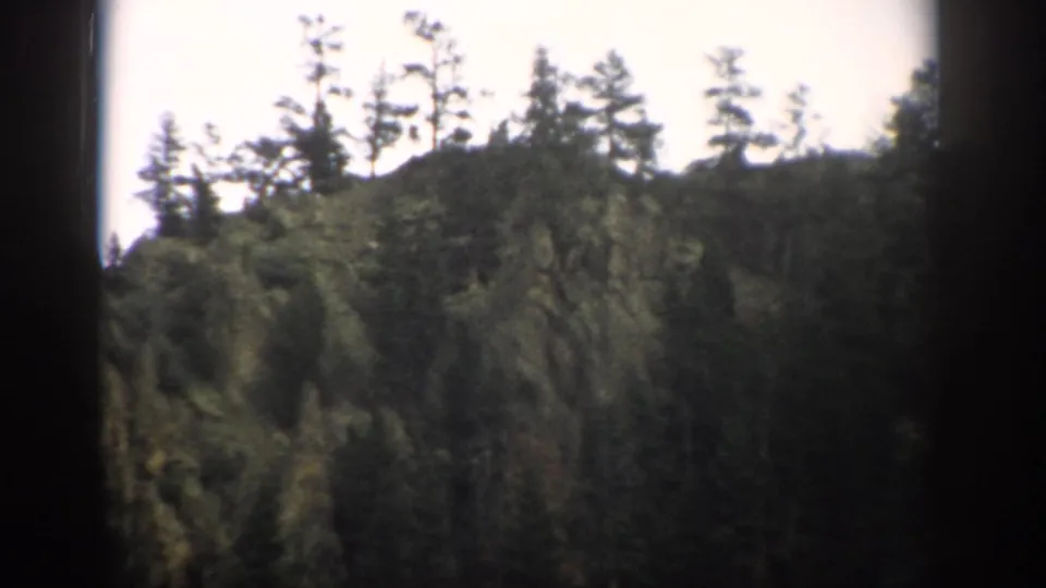 1959 Colorado 8mm frame showing a forested slope of tall pines, viewed in soft home-movie focus.