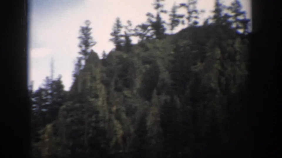 Colorado 1959 home-movie frame of pine trees on a sloping forested hillside with visible film borders.