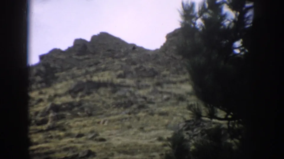 1959 Colorado home-movie view of a rocky hillside with grass, pine foliage, and dark edge framing.