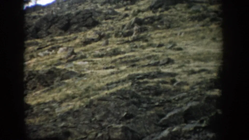 1959 Colorado 8mm frame of a rocky, grass-covered hillside, partially framed by dark foliage and tree shapes.