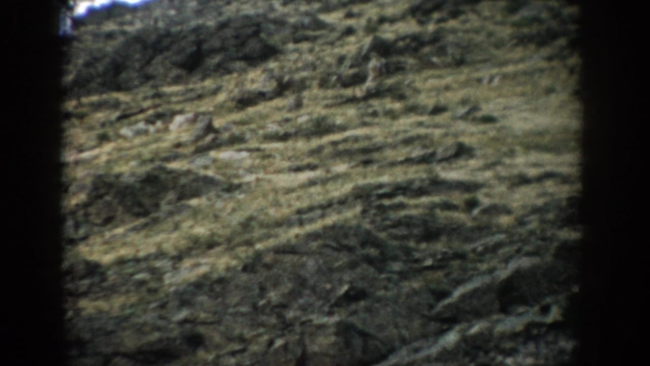 1959 Colorado 8mm frame showing a rocky grassy hillside partly blocked by dark foreground tree trunks.