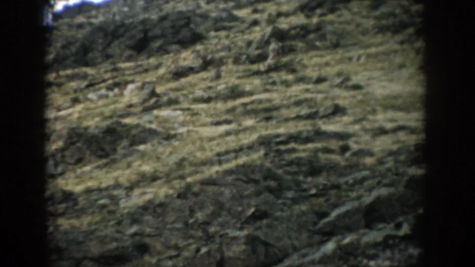 1959 Colorado 8mm frame showing a rocky grassy hillside partly blocked by dark foreground tree trunks.