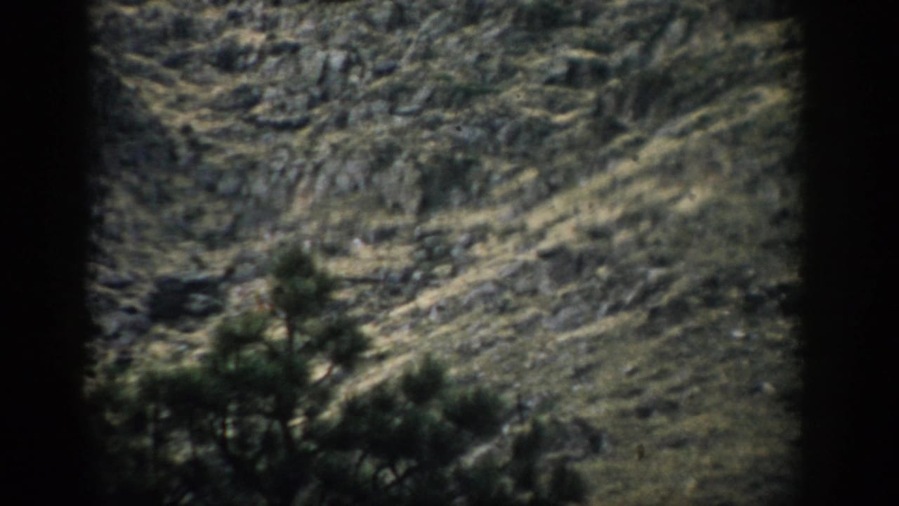 1959 Colorado Super 8 frame of a rugged slope, partially obscured by dark pine branches in front.