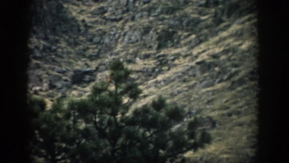 1959 Colorado home-movie frame with pine branches below a rocky, grass-covered mountain slope.