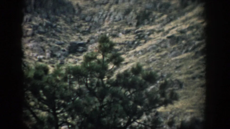1959 Colorado Super 8 frame showing a rugged hillside behind dark pine foliage and visible film-frame edges.