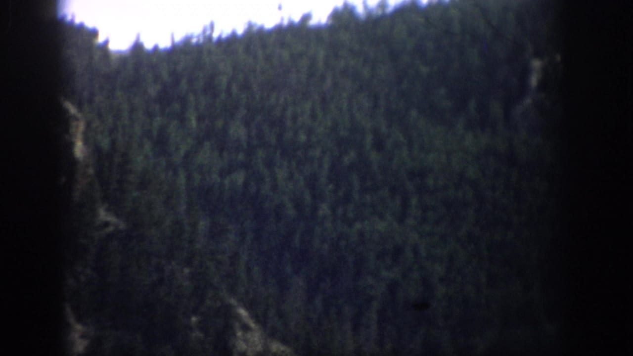 Dense evergreen-covered hillside under a dim sky.