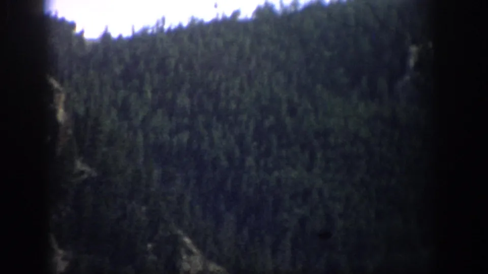 Colorado mountain forest hillside seen in soft, grainy 1959 8mm color footage.