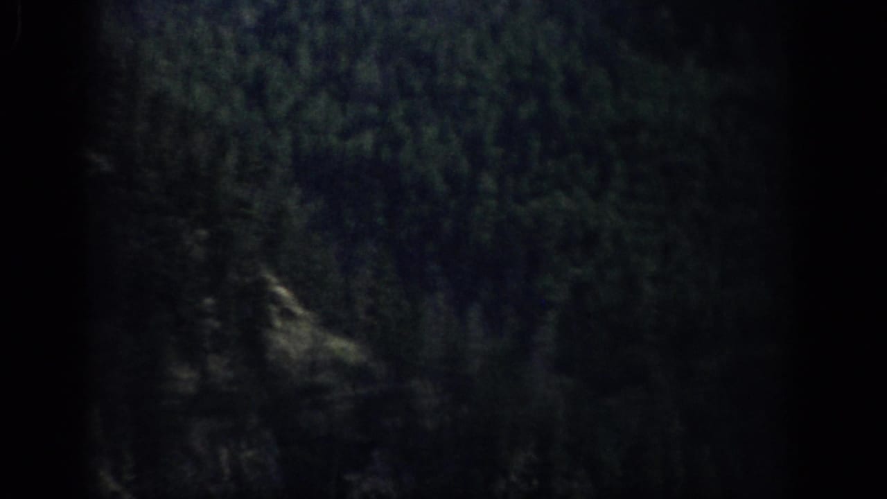 1959 Colorado 8mm frame showing a dim stand of evergreen trees in heavy shadow with visible grain and frame edges.