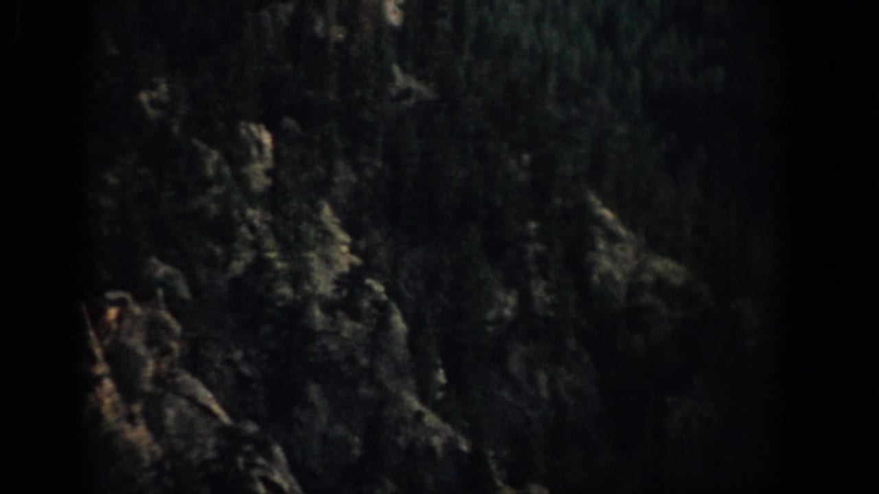 Dark tree trunk and branches with faint warm highlights in the woods.