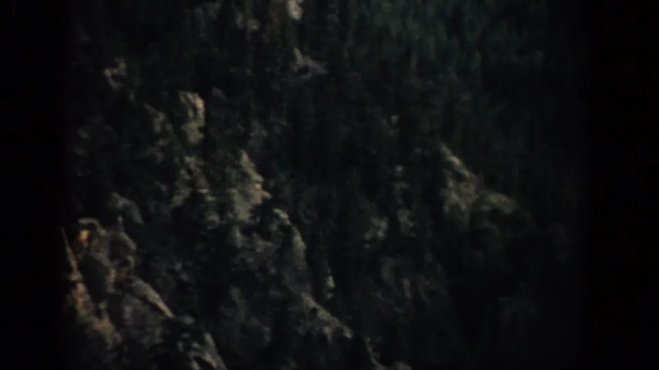 1959 Colorado 8mm frame with a tree trunk and branches emerging from darkness, marked by faint warm highlights and dense grain.