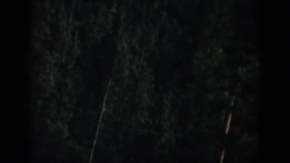 1959 Colorado 8mm frame with shadowed evergreen branches and a pale vertical stem or branch visible in the dark forest.