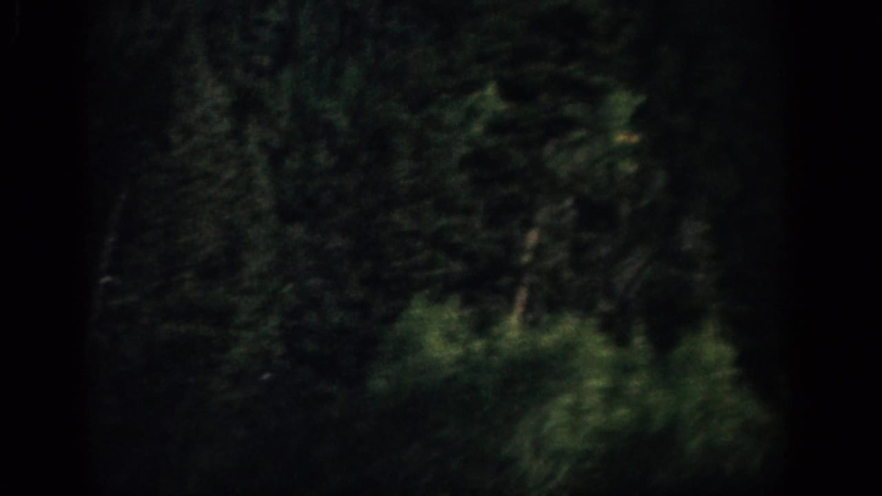 Dark Colorado forest foliage appears in soft focus from a moving 1959 8mm home-movie viewpoint.