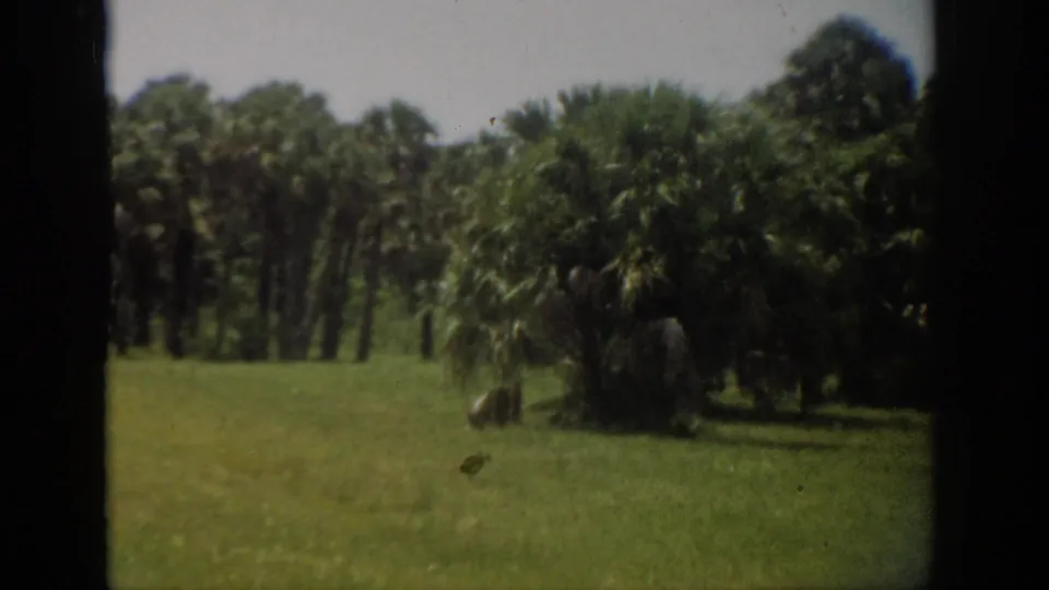 The final frame shifts to a grassy Florida landscape with palms and dense tree cover, with no person clearly visible.