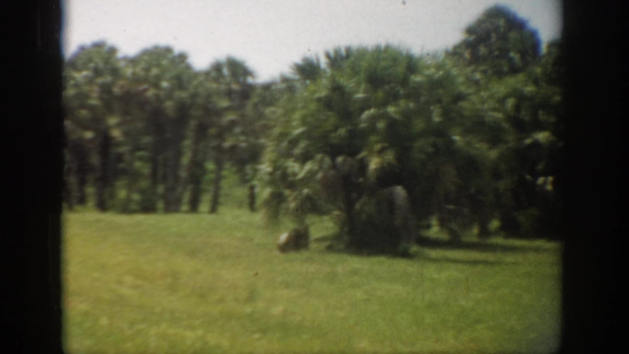 1959 Florida 8mm frame showing an open grassy area with palms and dense tree cover beyond.