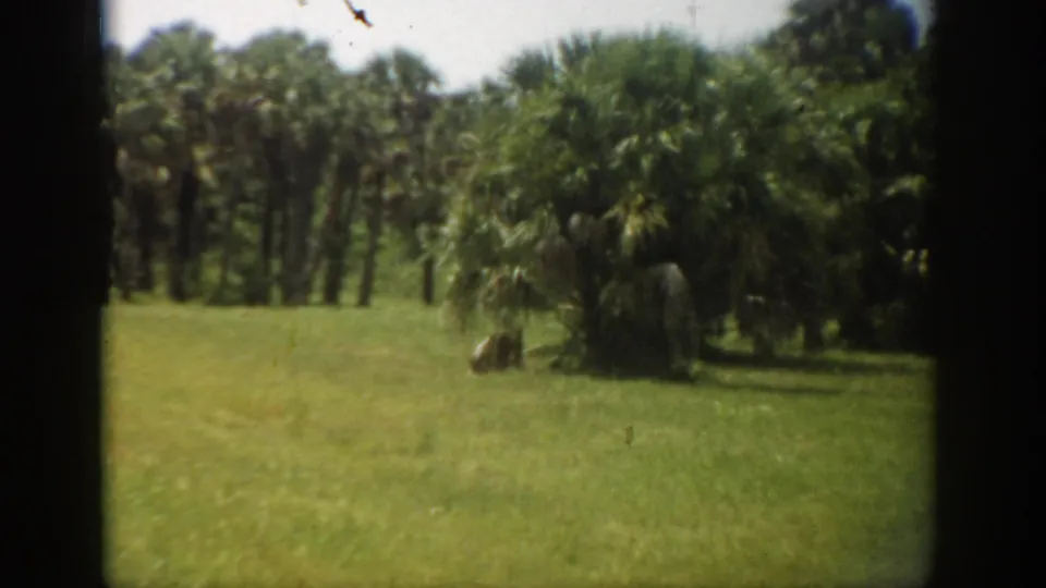Florida home-movie frame with open green ground, palms, and a dense wooded edge under daylight.