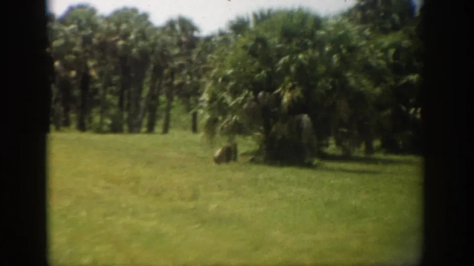 1959 Florida 8mm view of palms beside a grassy foreground, with dense trees filling the background.