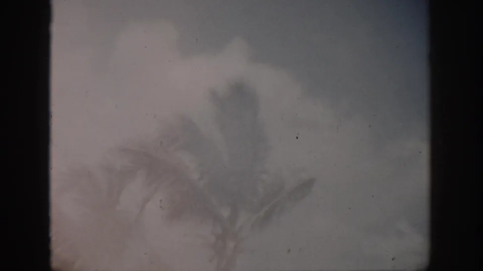 1959 Florida 8mm frame with palm silhouettes, hazy sky, blue-green water near the top, dust, and uneven exposure.