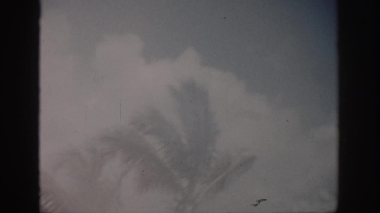 1959 Florida 8mm frame showing soft palm tree silhouettes under a cloudy coastal sky.