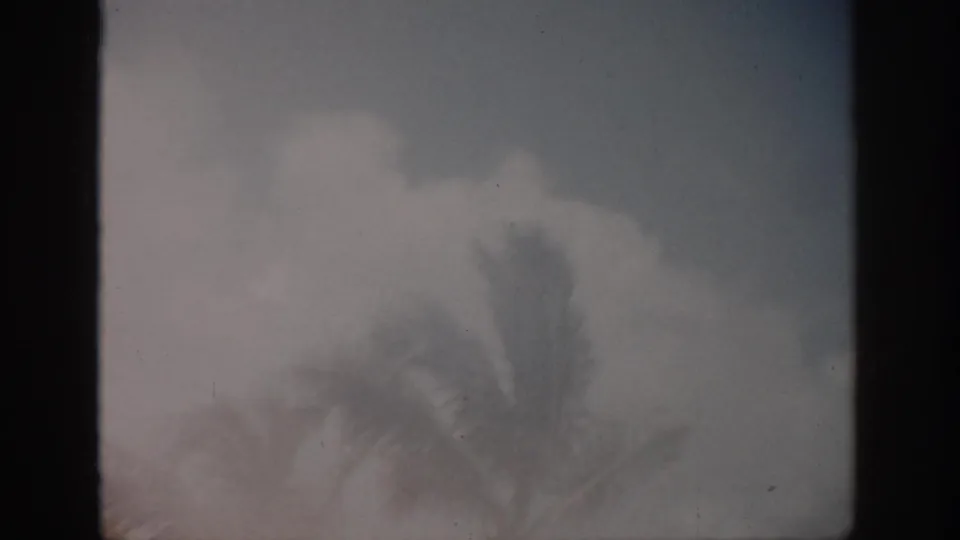 1959 Florida 8mm view of palm trees beneath overcast sky, framed by dark film borders.