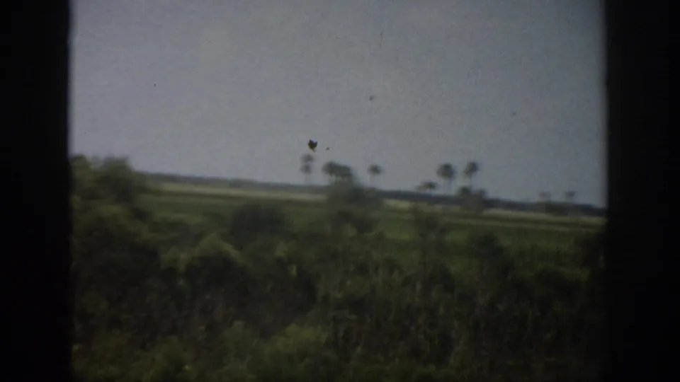 1959 Florida roadside greenery and distant palms viewed through a vehicle window, with a low horizon and muted 8mm color.