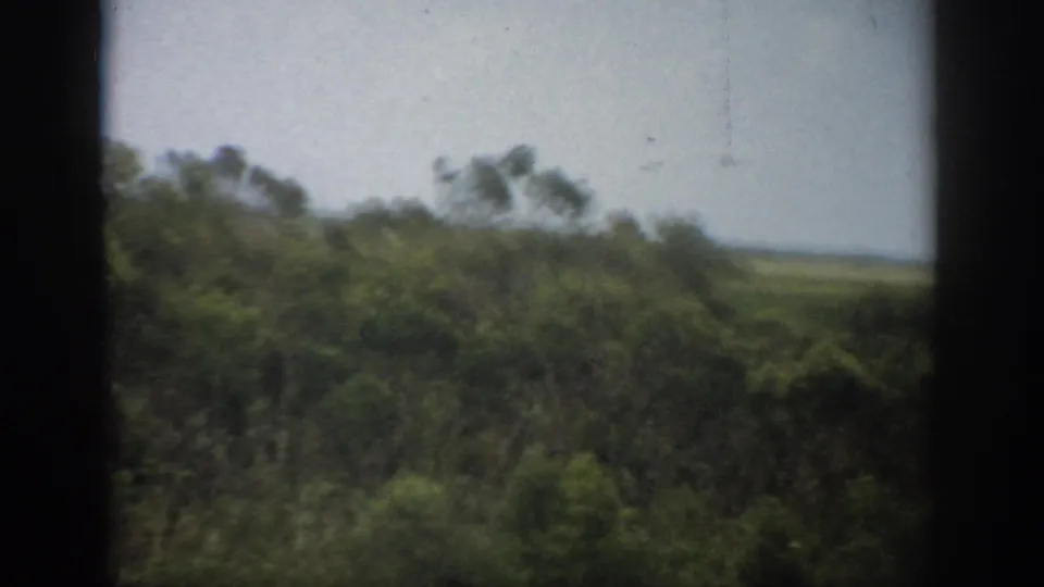 1959 Florida 8mm frame of soft-focus greenery, scattered trees, and a distant horizon as seen from a moving vehicle.