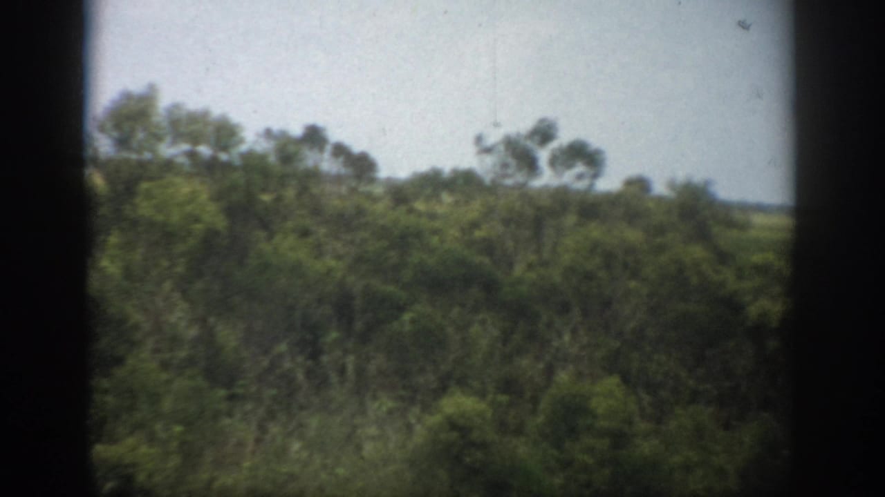 1959 Florida 8mm frame showing dense green trees and brush beyond dark vertical framing, with a pale sky above.