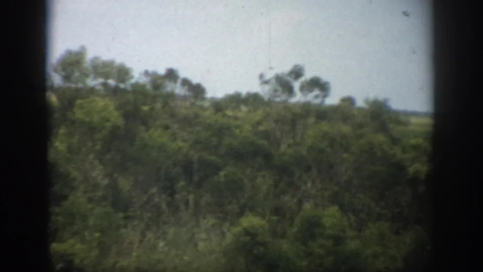 1959 Florida 8mm frame showing dense green trees and brush beyond dark vertical framing, with a pale sky above.