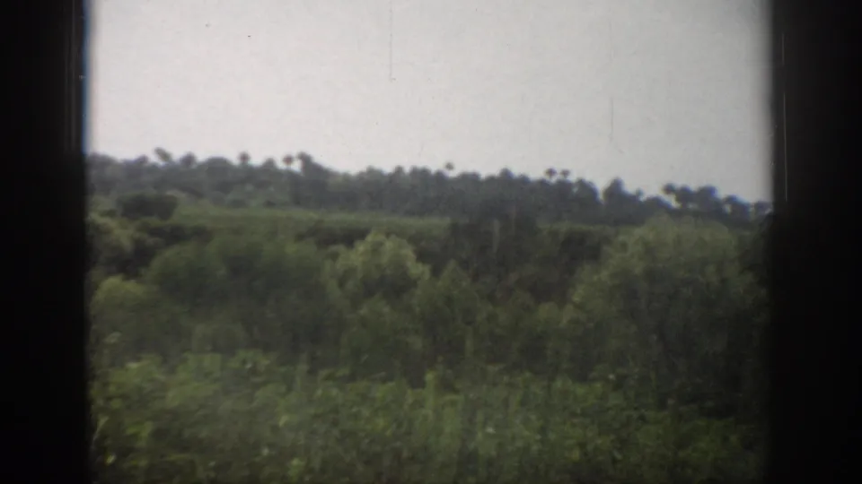 1959 Florida 8mm frame showing low brush, dense trees, and a distant line of palms under diffused cloudy light.