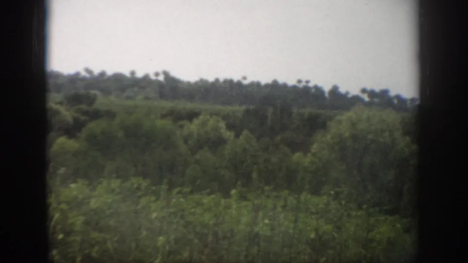 1959 Florida 8mm frame of lush green bushes, a distant palm-dotted tree line, and cloudy sky with soft film grain.