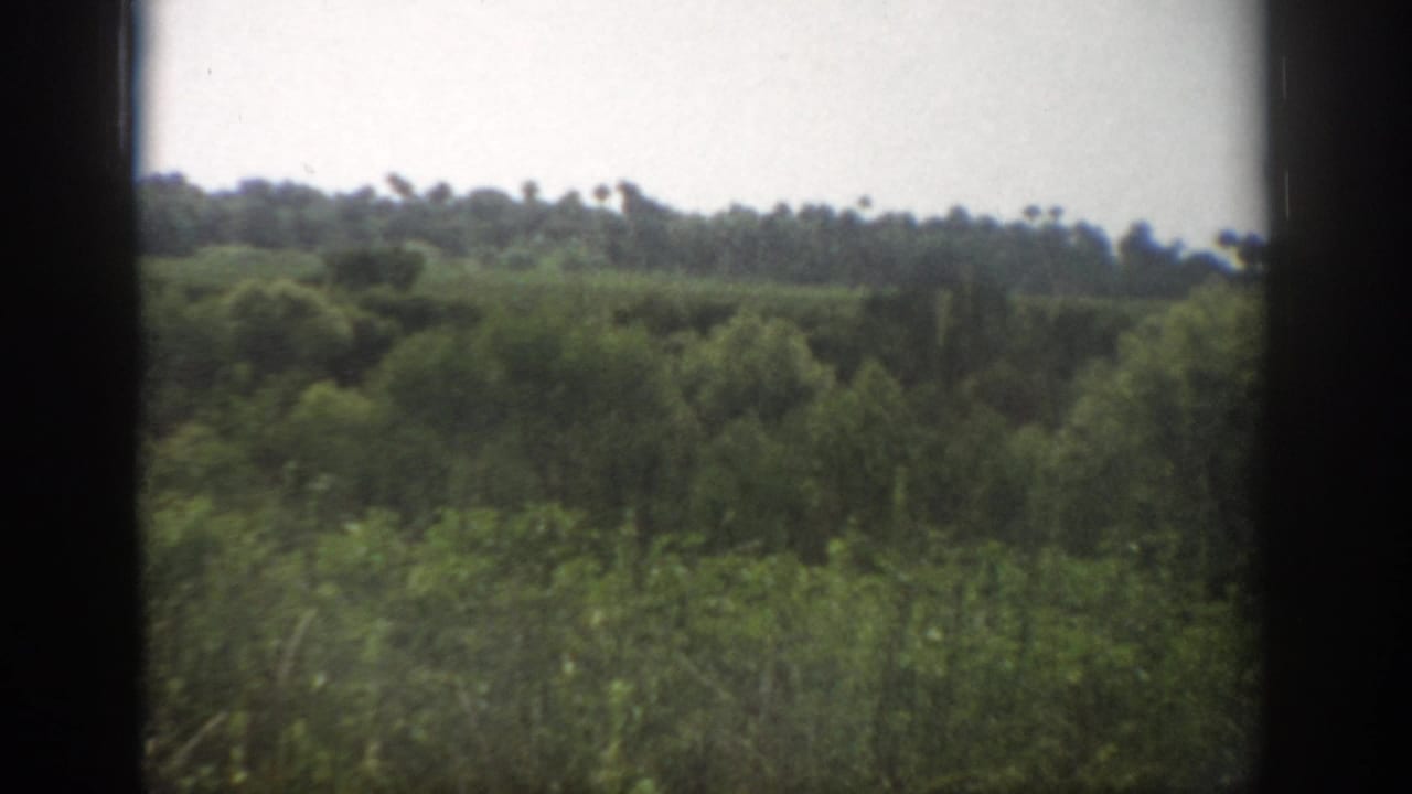 1959 Florida home-movie frame showing dense greenery, low wooded horizon, and open roadside vegetation from a moving vehicle.