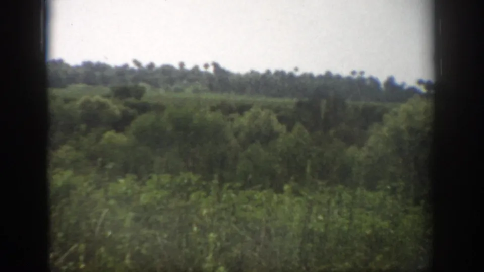 1959 Florida home-movie frame showing dense greenery, low wooded horizon, and open roadside vegetation from a moving vehicle.