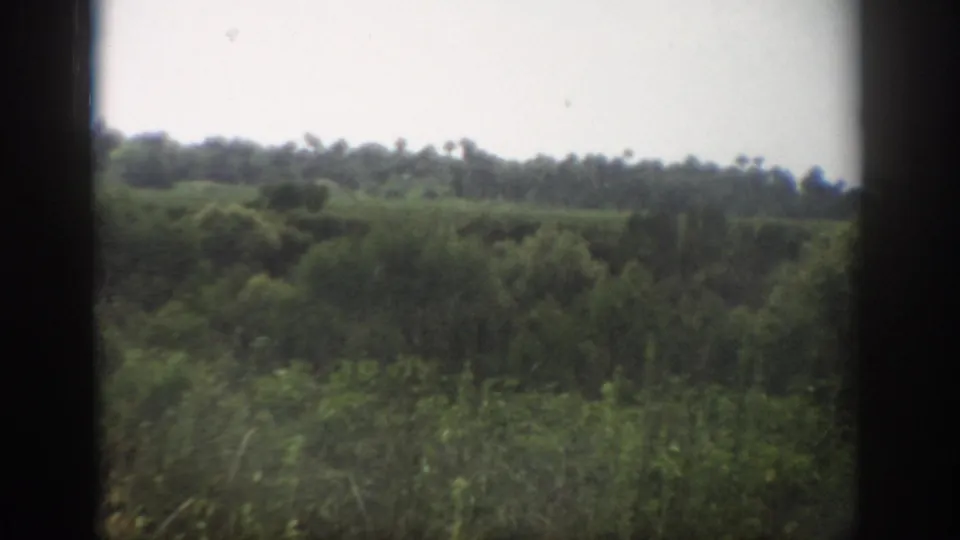1959 Florida rural landscape with dense trees, open green verge, pale sky, and visible 8mm frame edges.