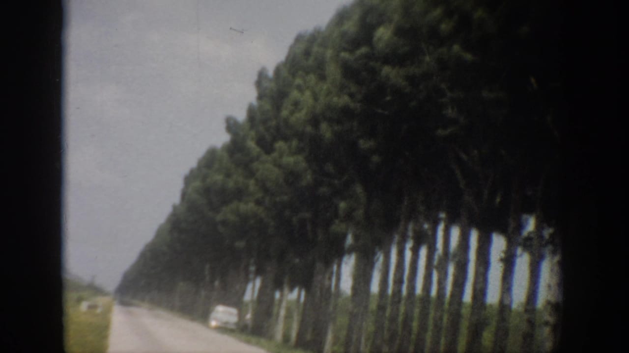 Tree-lined rural road seen from a moving viewpoint with grass verge and pale sky.