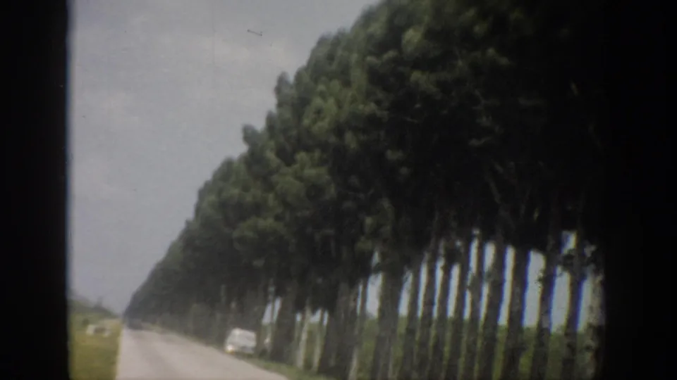 1959 Florida 8mm frame showing a long row of tall trees beside a rural road, viewed from a moving home-movie camera.