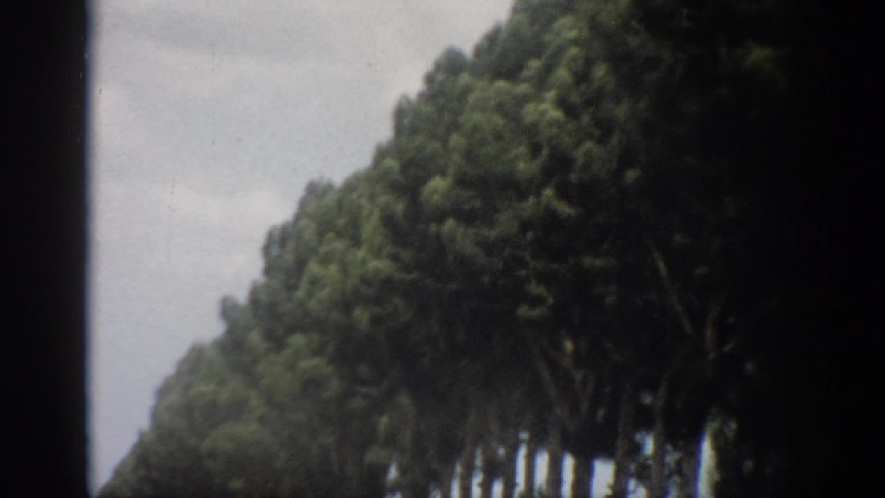 Dense trees fill the roadside view with dark frame borders and pale sky behind.