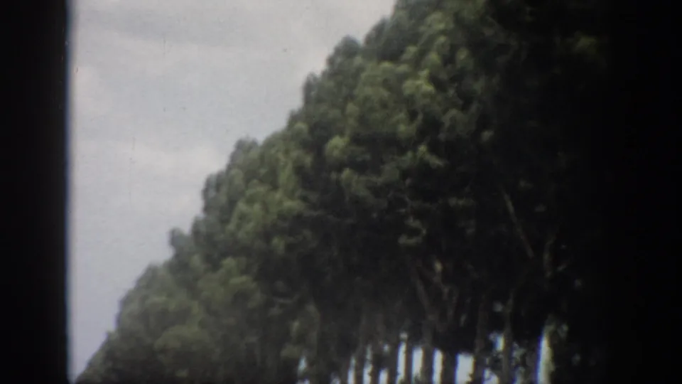 1959 Florida home-movie frame with tall roadside trees and dense foliage passing close to the camera.