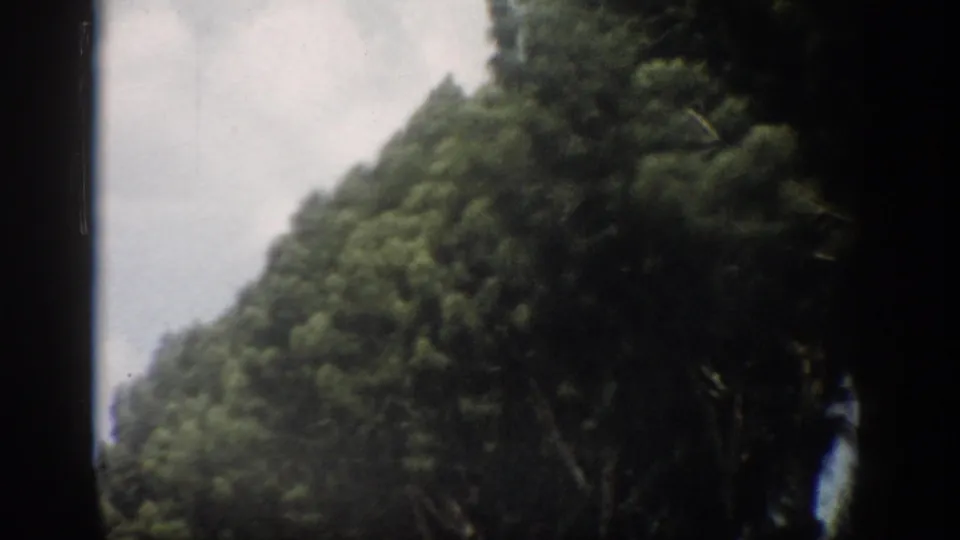 Soft 8mm frame from Florida in 1959 showing leafy trees close to the moving camera beside the road.