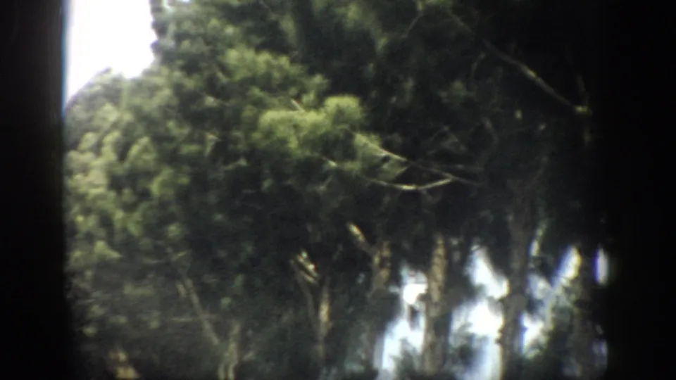 1959 Florida 8mm frame showing dense roadside trees, bright gaps of sky, and heavy dark film edging.
