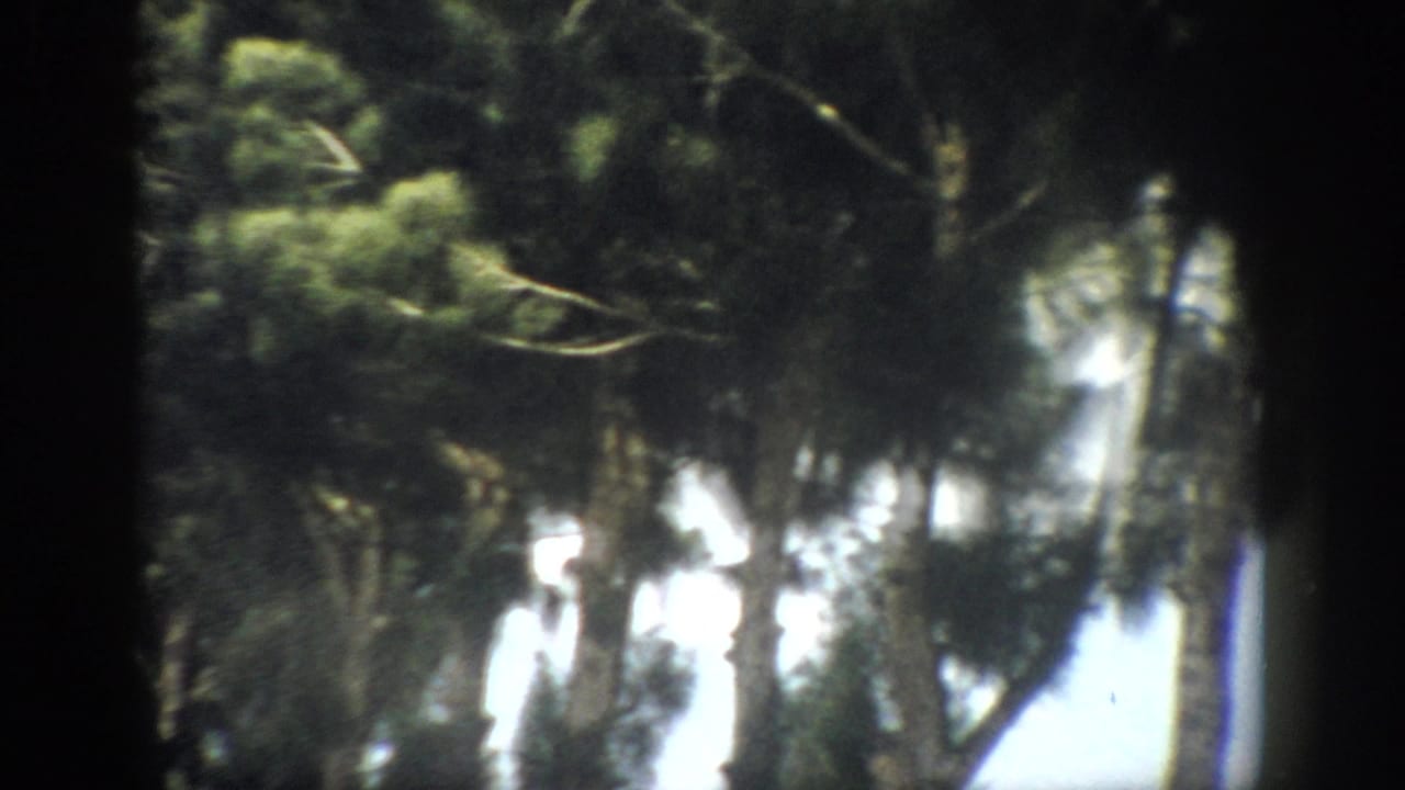 Pine trees and dark foliage against a bright sky within black 8mm film borders.