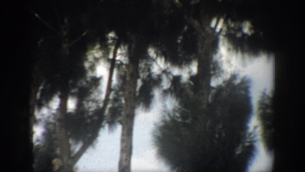 Tall pine trunks and foliage appear against a pale sky in a soft 8mm frame.