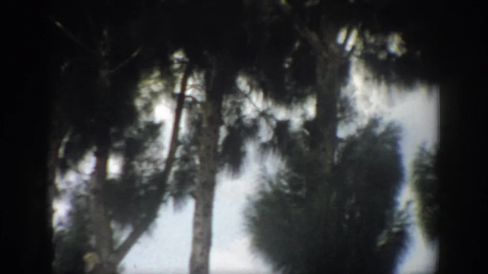 1959 Florida 8mm view of pine trunks and hanging foliage, framed by dark film edges and pale sky.